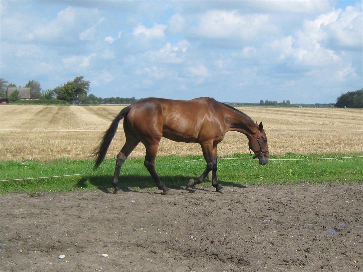 Traver Kimo billede 3