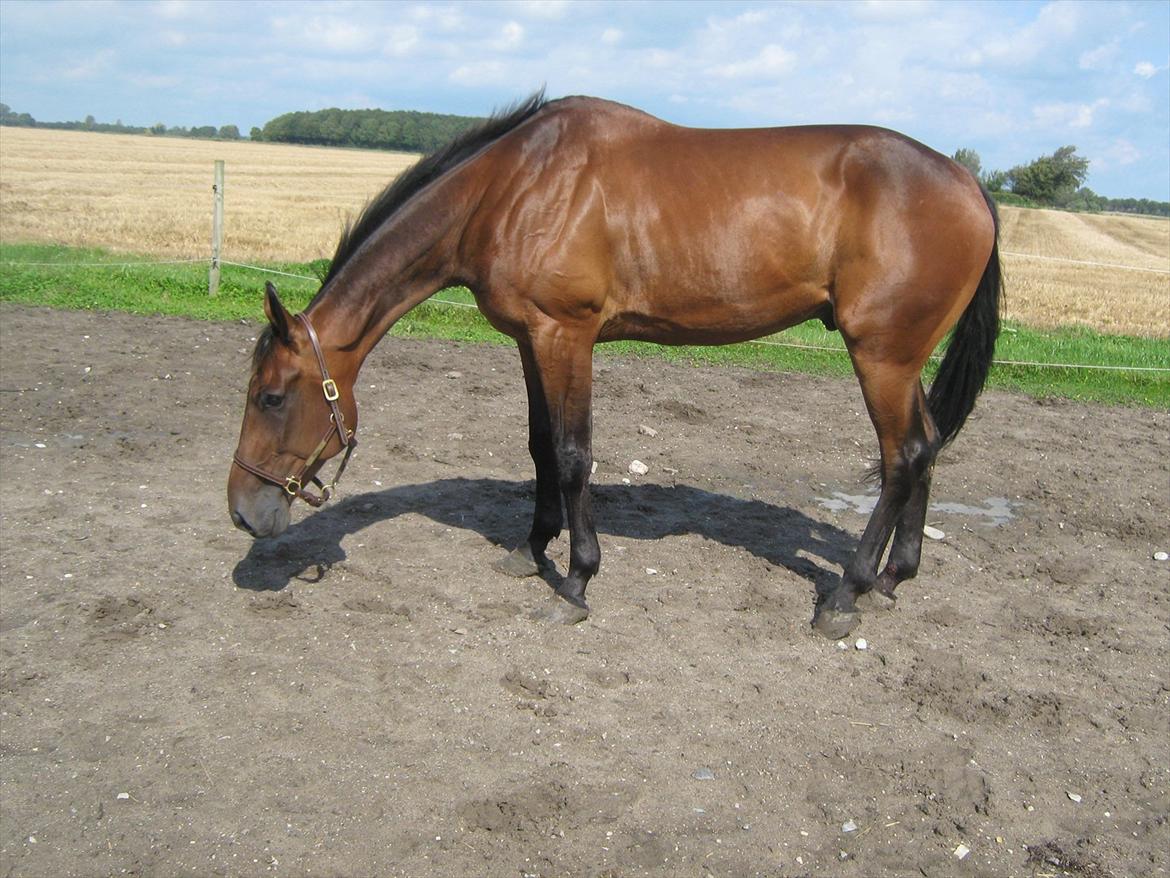 Traver Kimo billede 5