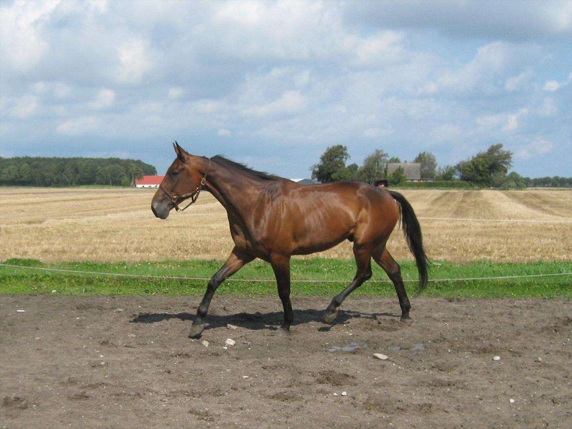 Traver Kimo billede 6