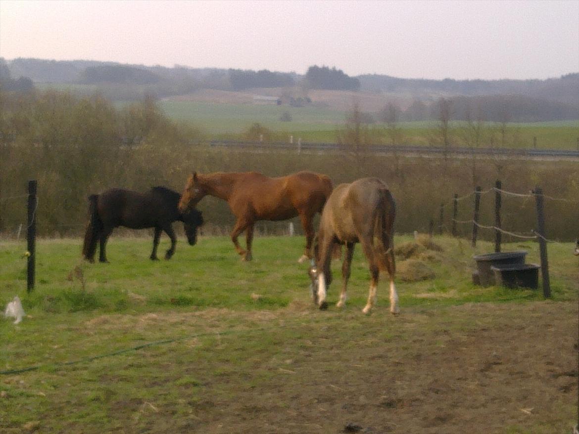 Islænder Fjølvi - Flyt dig lidt Champ billede 17
