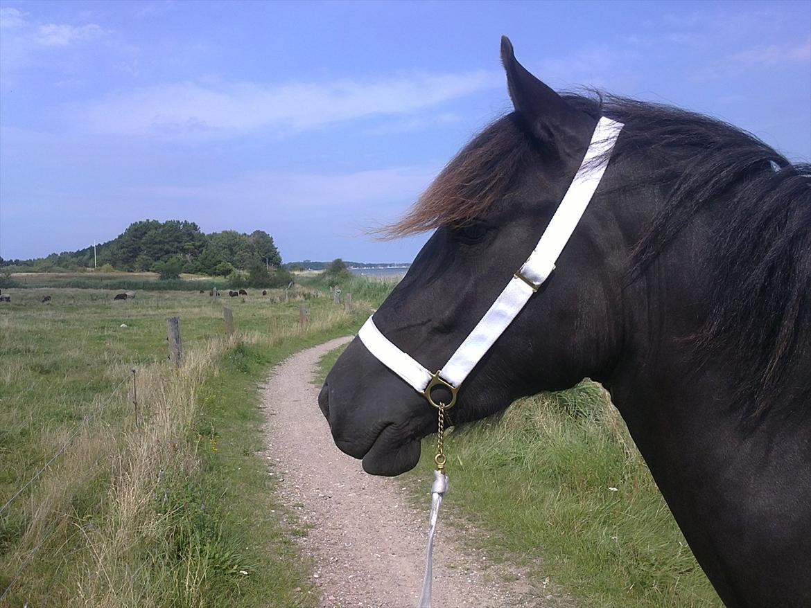 Welsh Cob (sec D) Petersgaards Louisianna - Farlige køer på vores gå tur.
15/8 2011 billede 11
