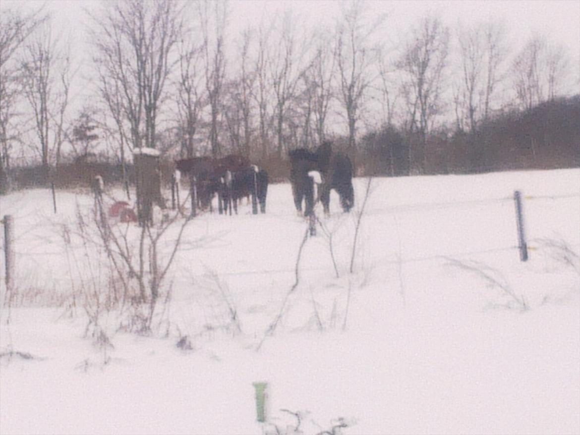 Islænder Fjølvi - sne billede 18