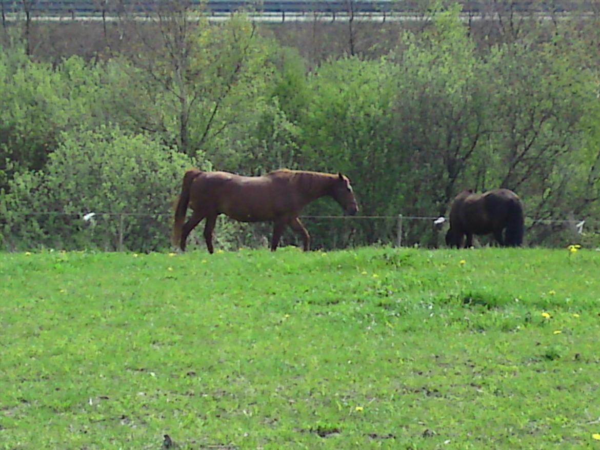 Islænder Fjølvi - gumle, gumle, gumle billede 19