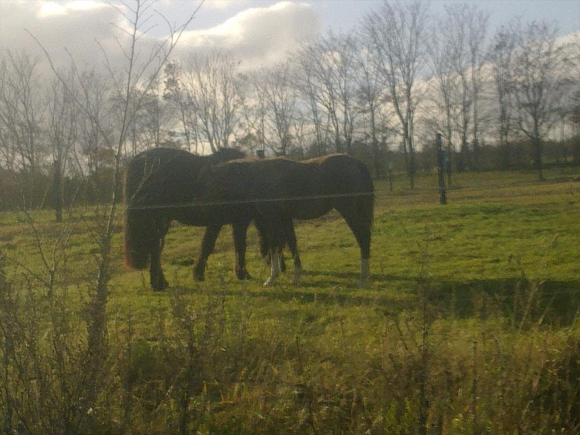 Islænder Fjølvi - Hygger med Gaia billede 20