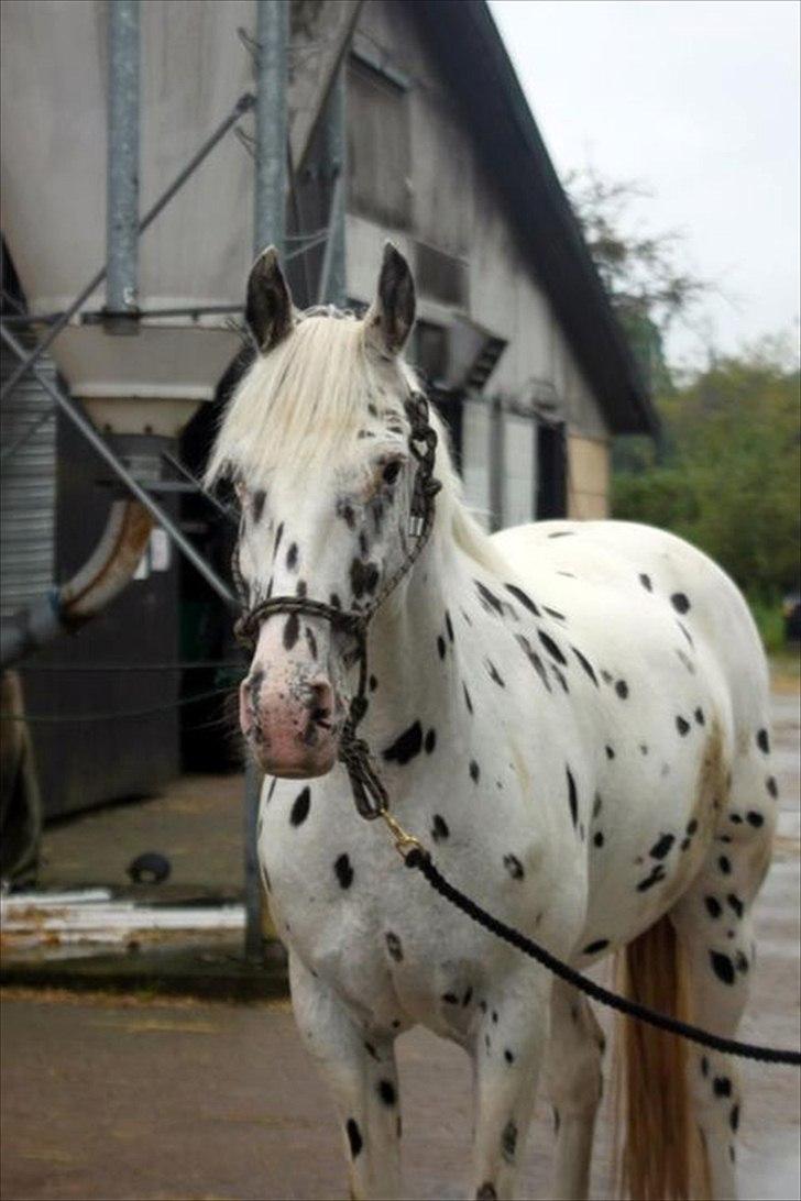 Knabstrupper Monica [tidligere springpart] - Velkommen til Monica's profil<3<3 billede 1