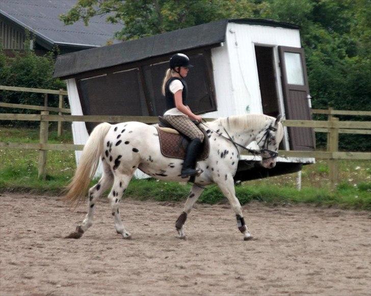 Knabstrupper Monica [tidligere springpart] - Søde Monica billede 2