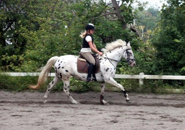 Knabstrupper Monica [tidligere springpart] - Gallop 
 billede 3