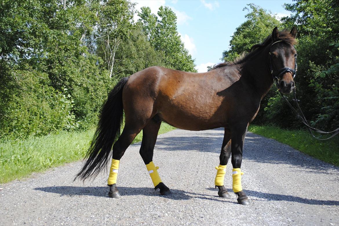 Anden særlig race Herkules [Trænede] billede 3