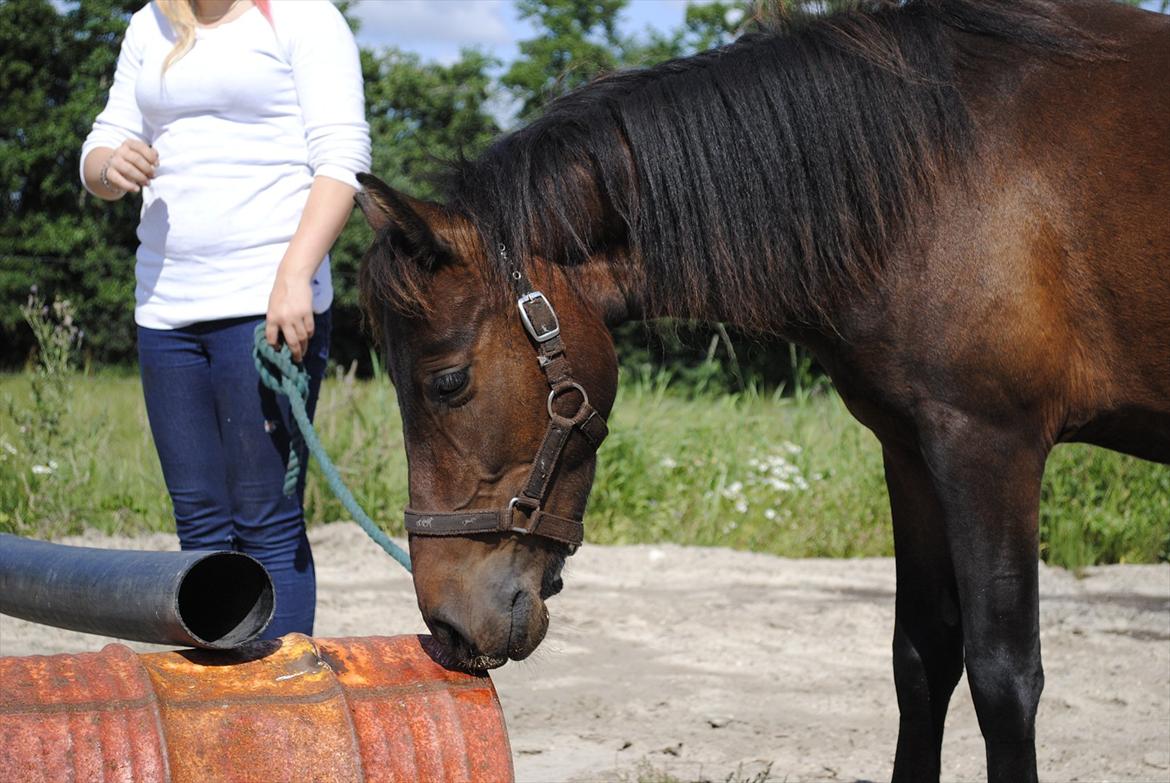 Anden særlig race Herkules [Trænede] billede 6