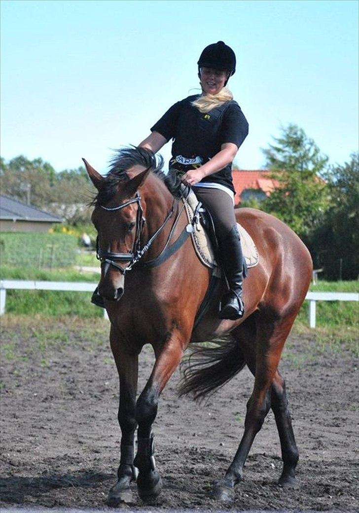 Dansk Varmblod Boliva billede 3