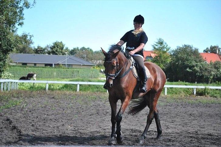 Dansk Varmblod Boliva billede 6