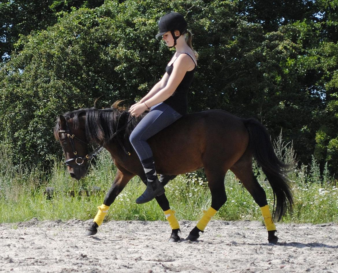 Anden særlig race Herkules [Trænede] billede 10