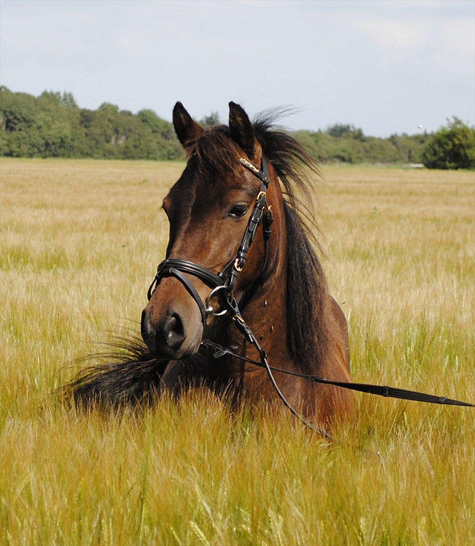 Anden særlig race Herkules [Trænede] billede 11