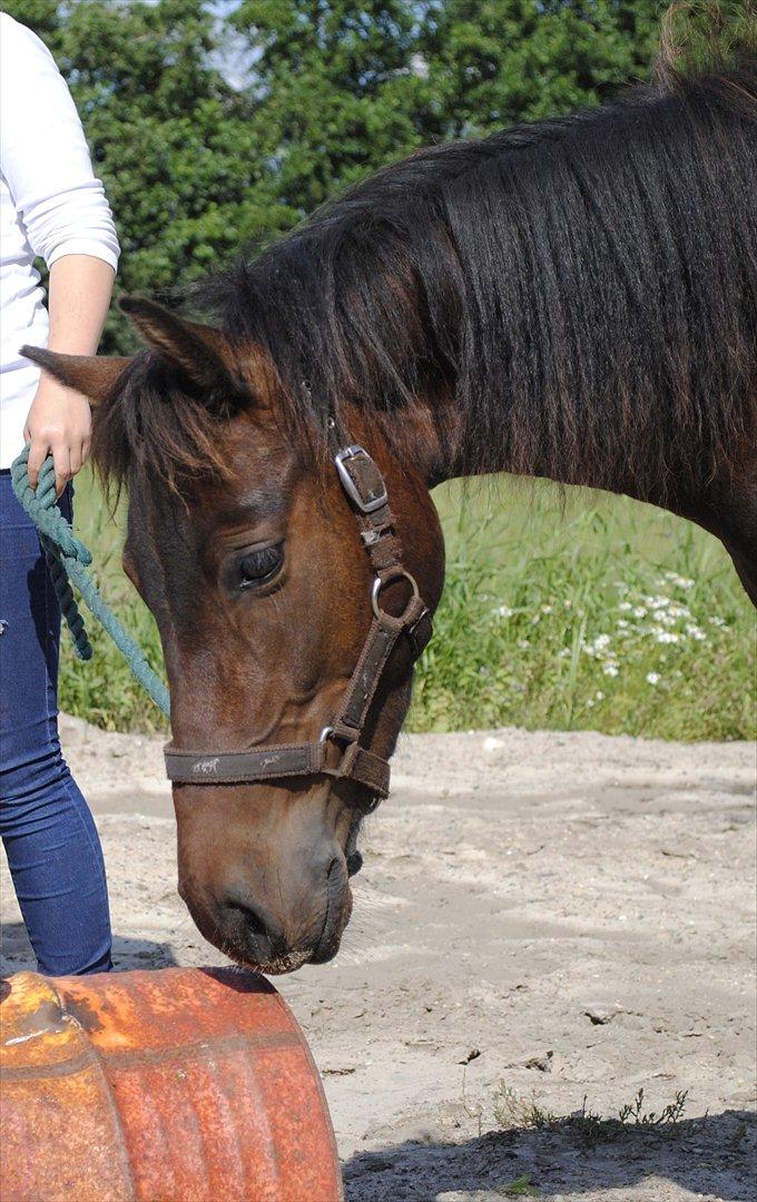 Anden særlig race Herkules [Trænede] billede 15