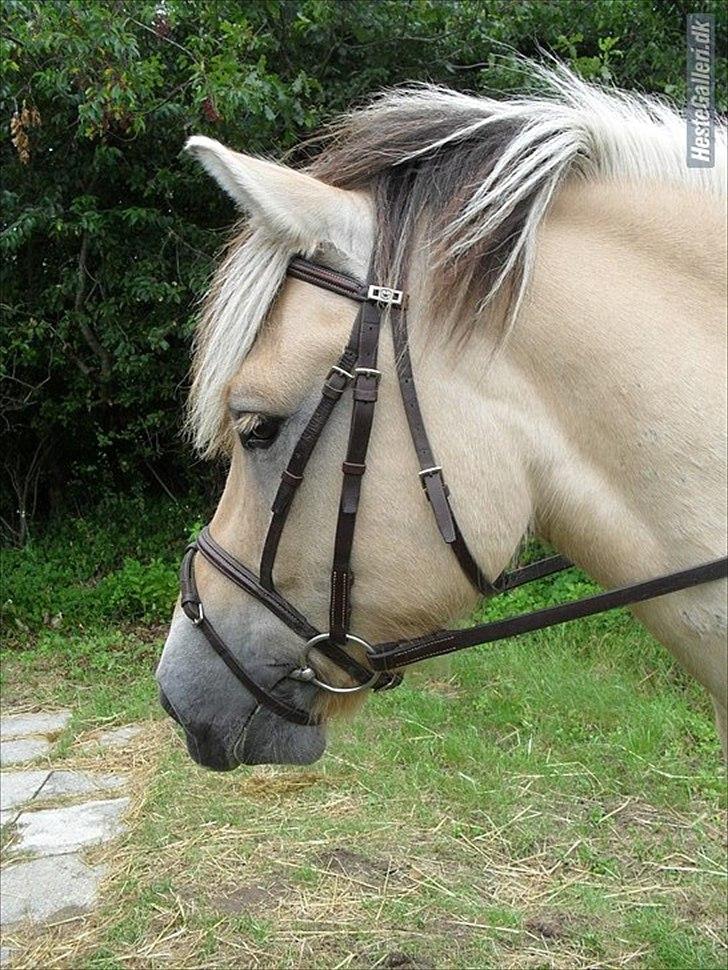 Fjordhest Fjolle billede 6