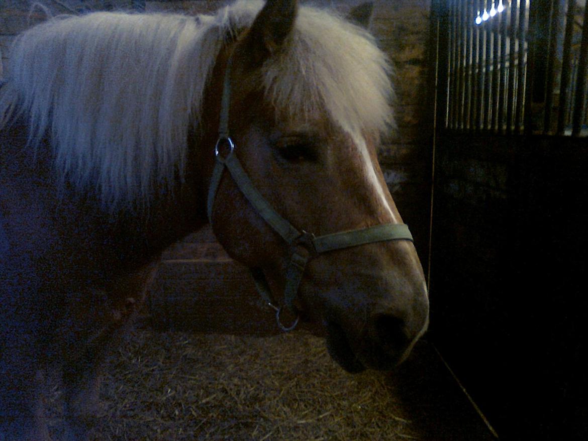 Haflinger August Svandborg  billede 8