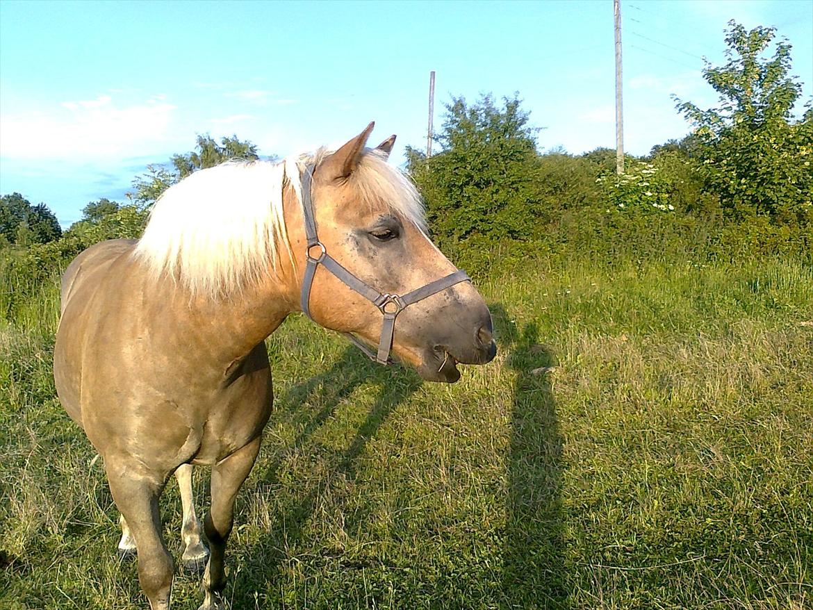 Haflinger August Svandborg  billede 9