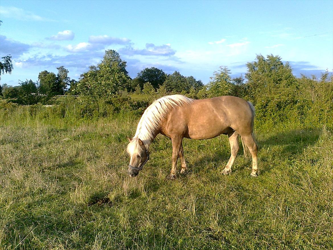 Haflinger August Svandborg  billede 10