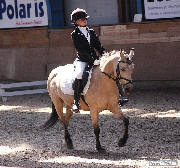 Welsh Pony af Cob-type (sec C) rotterdams sheila - sheila <333 billede 11