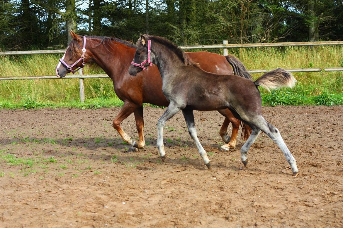 New Forest Calandias Eclipse billede 1