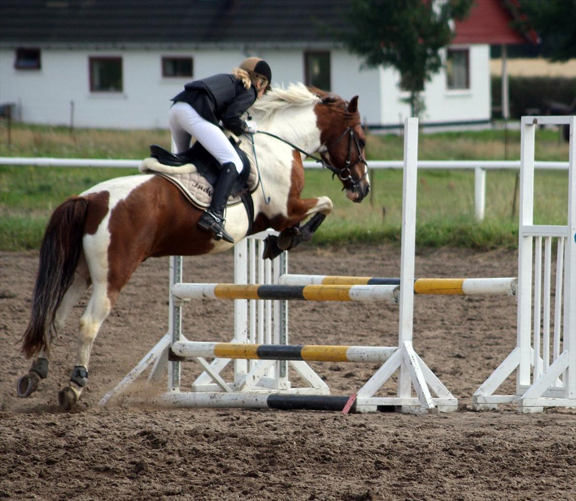 Pinto Solgårdens Indy - 
- Livet handler ikke om at finde en man kan leve med, men at finde en man ikke kan leve uden.
Fotograf: Diana Klein. billede 5