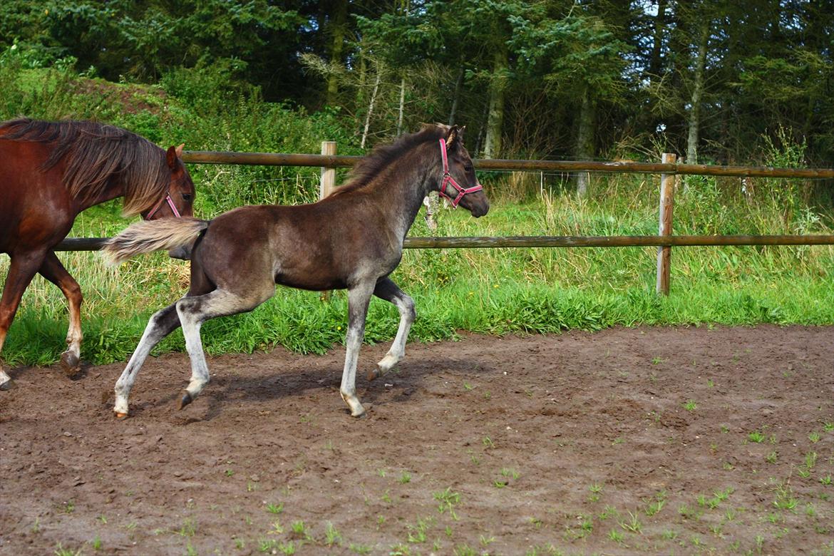 New Forest Calandias Eclipse billede 6