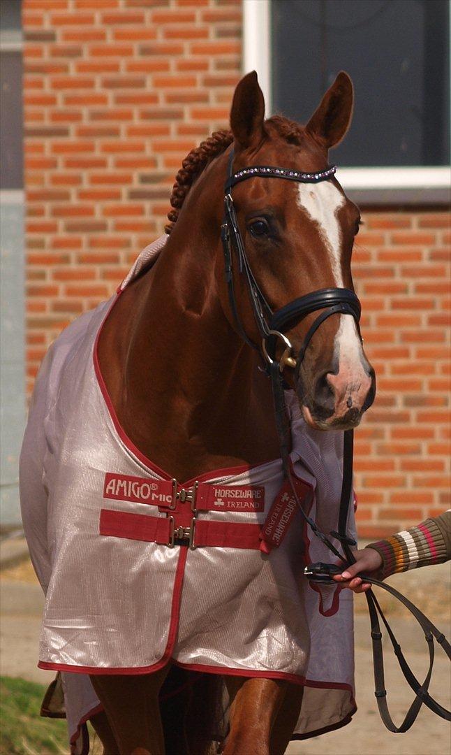 Dansk Varmblod Don Crusador II - Det er hesten, med sin umiddelbarhed, skønhed, der får os til at leve i nu'et. Don Crusador II billede 6