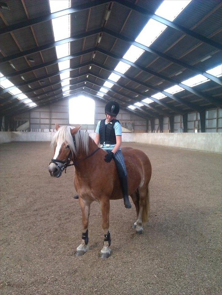 Haflinger Kim Van de mini Hoeve billede 10