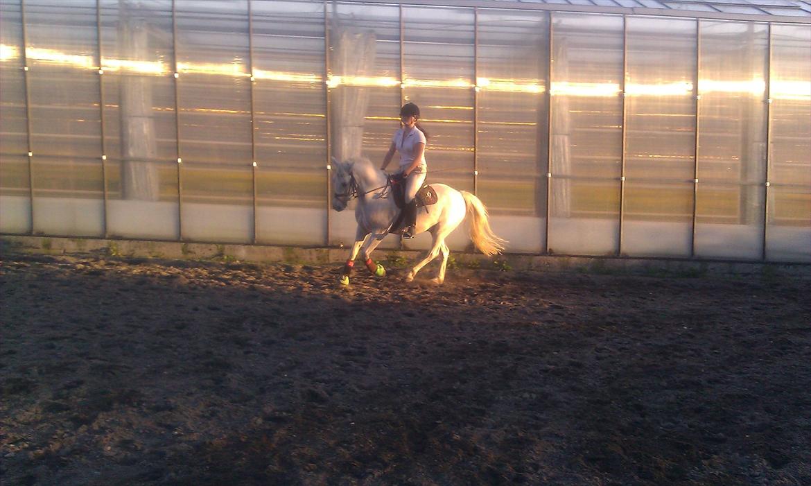 DSP Mascot-My soulmate<3 - Dressur den 20/8-11<3 billede 13