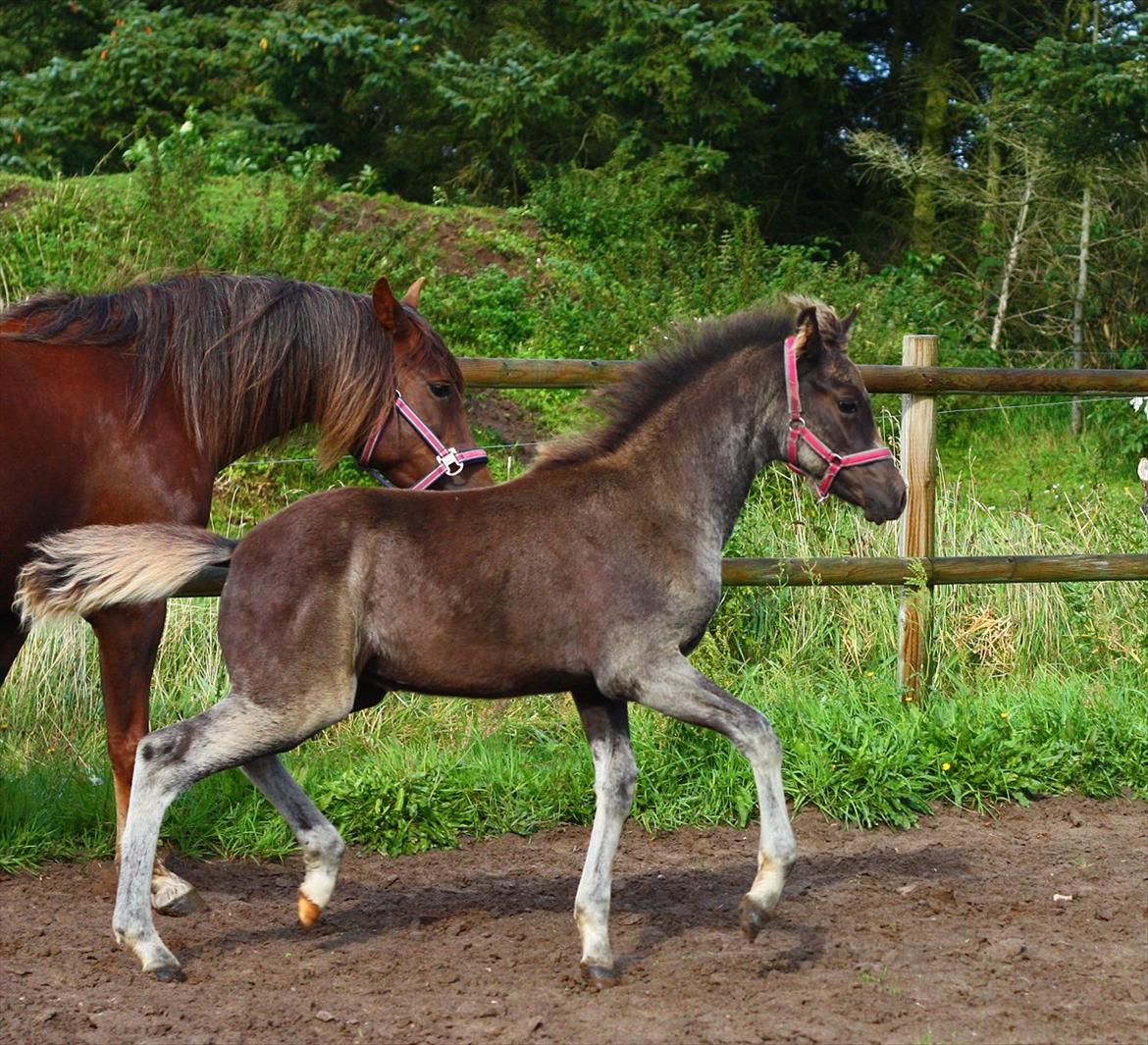 New Forest Calandias Eclipse billede 3