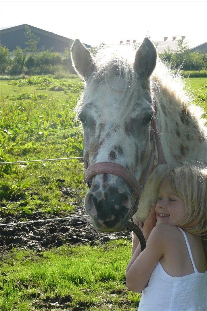 Anden særlig race Cassiopeia billede 3