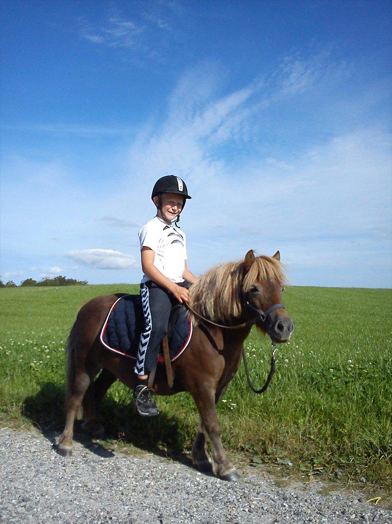 Shetlænder Bella billede 5