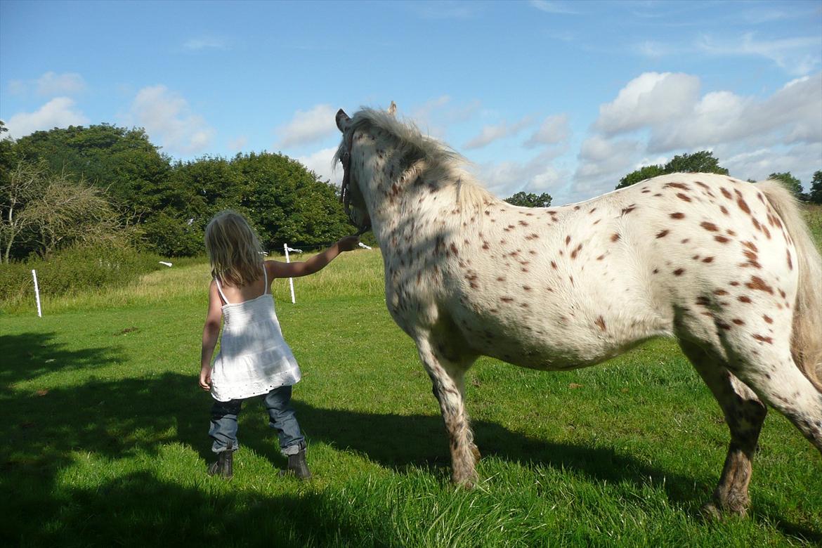 Anden særlig race Cassiopeia billede 6