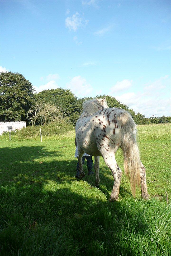 Anden særlig race Cassiopeia billede 7