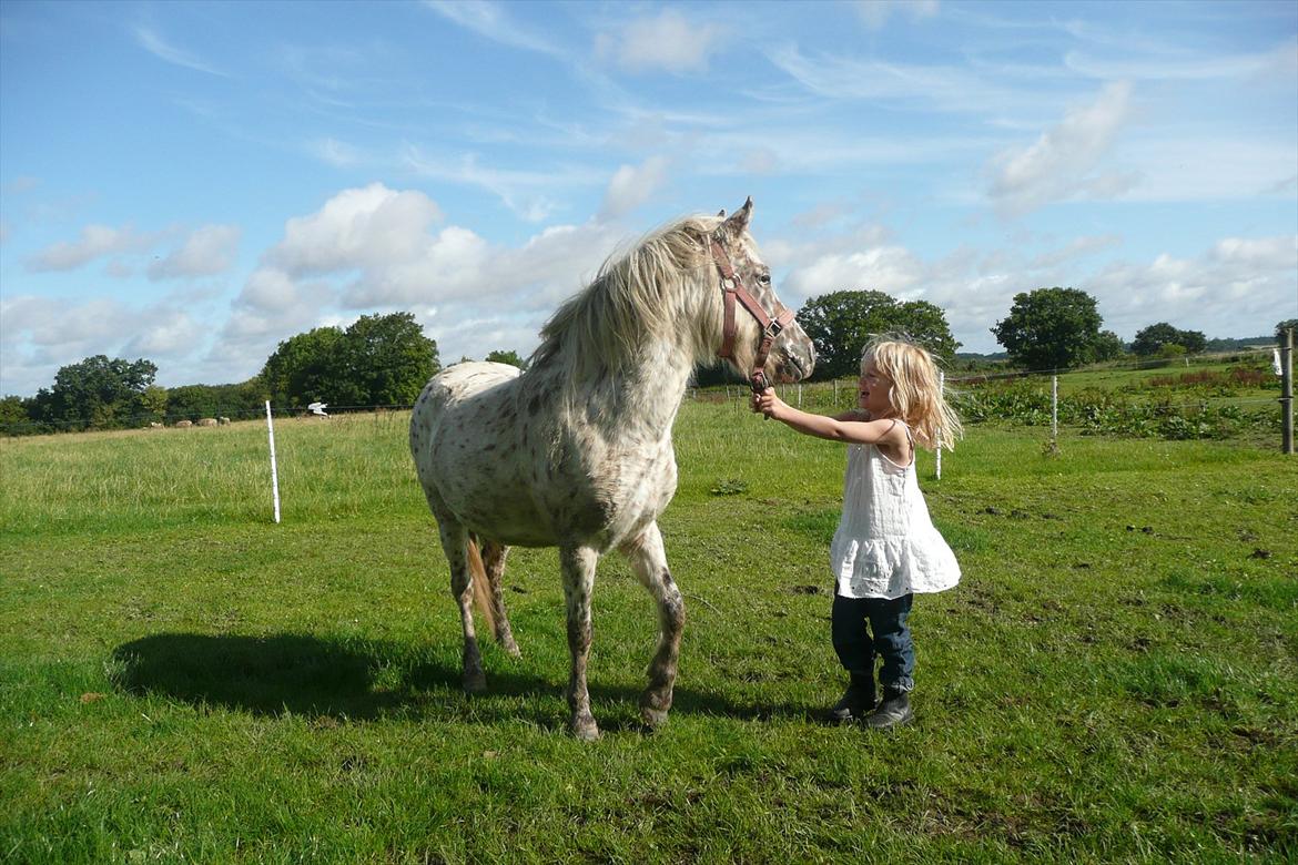 Anden særlig race Cassiopeia billede 8