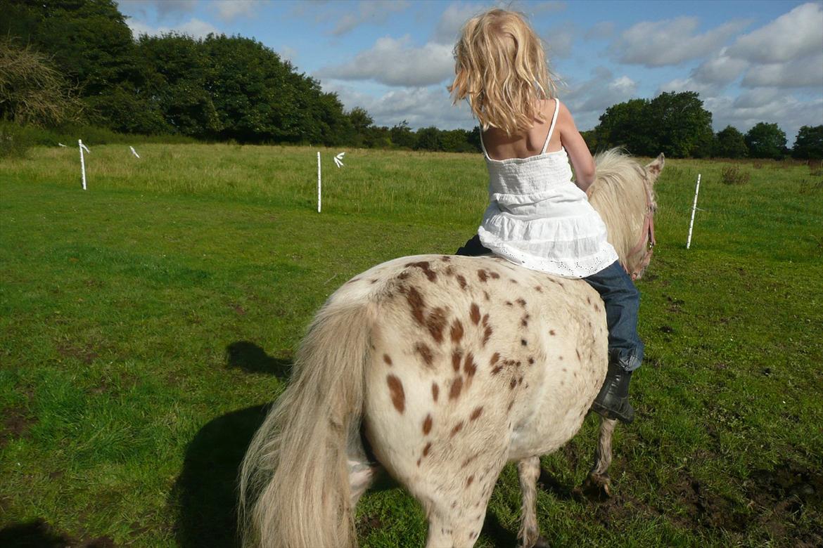 Anden særlig race Cassiopeia billede 11