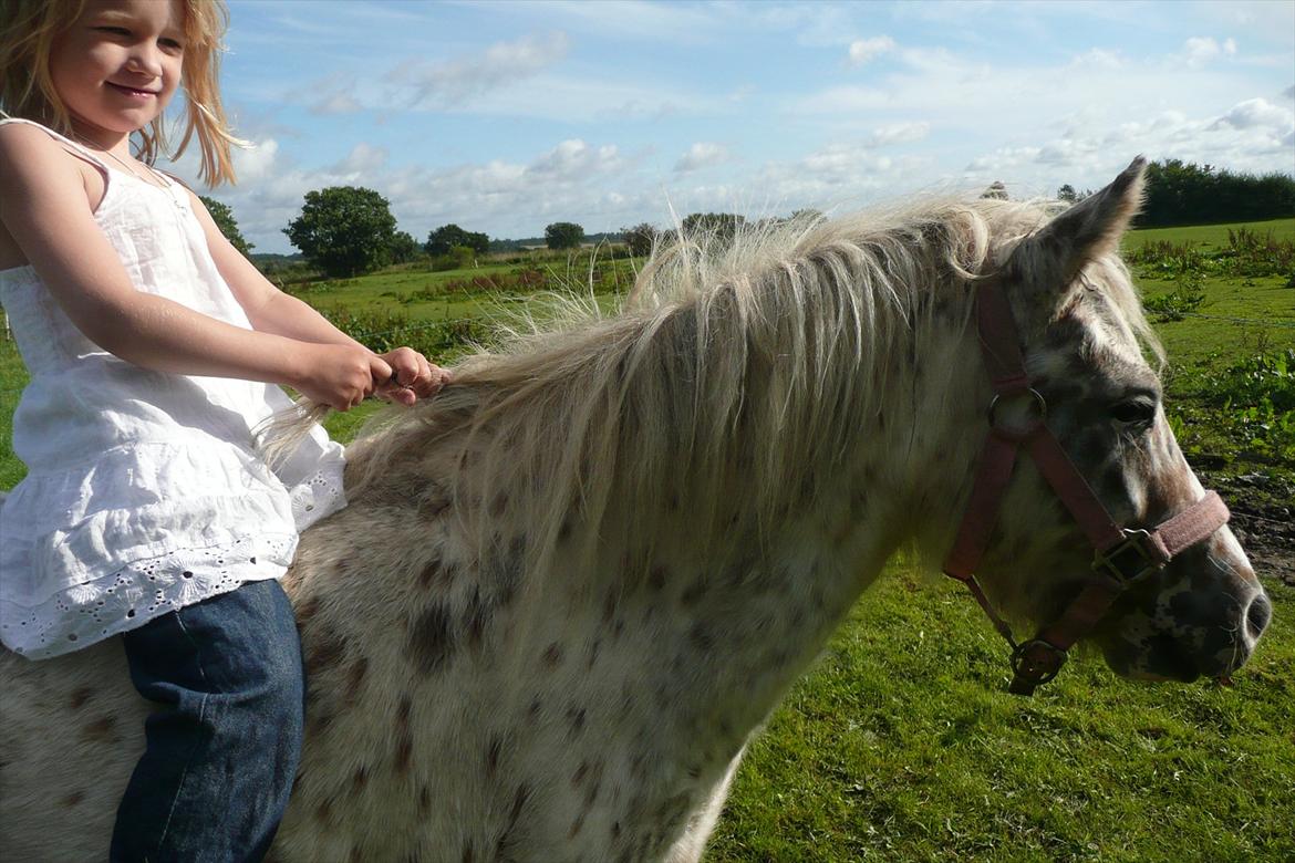 Anden særlig race Cassiopeia billede 12