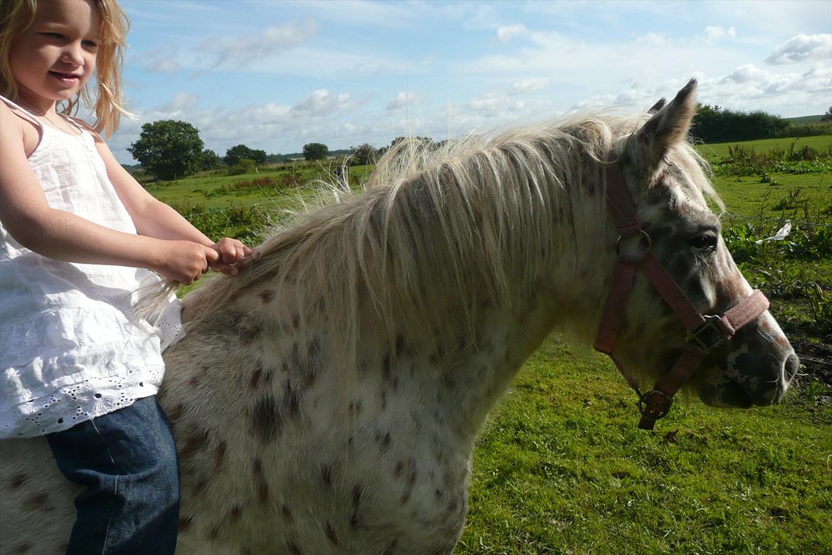 Anden særlig race Cassiopeia billede 13