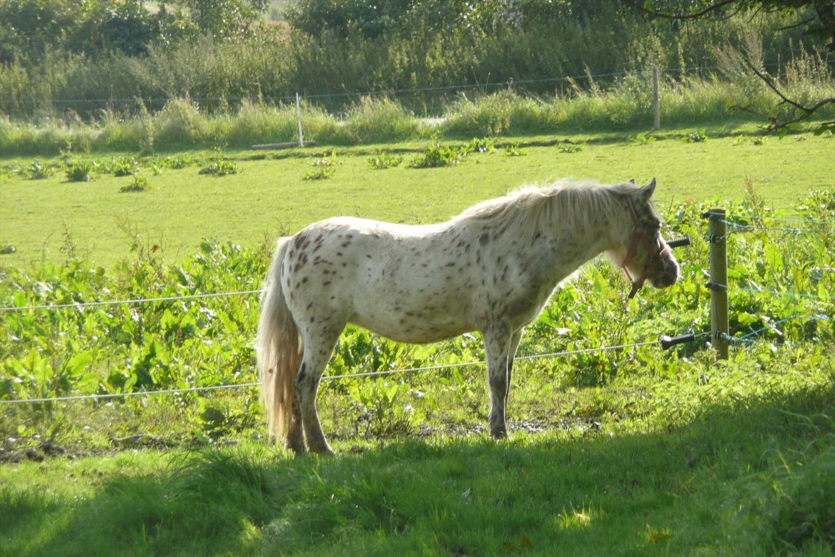 Anden særlig race Cassiopeia billede 14
