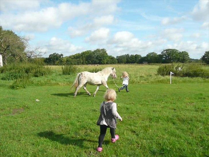 Anden særlig race Cassiopeia billede 15