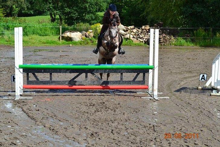 Knabstrupper Belmondo  - 1) velkomen til Belmondos profil:) smid gerne en bedømmelse billede 1