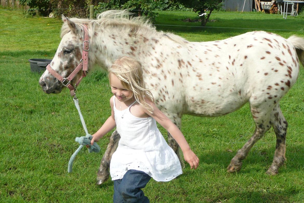 Anden særlig race Cassiopeia billede 18