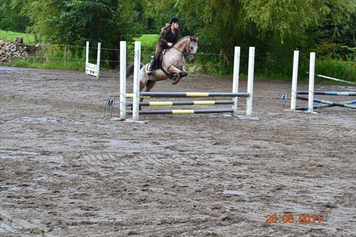 Knabstrupper Belmondo  - 2) billede 2