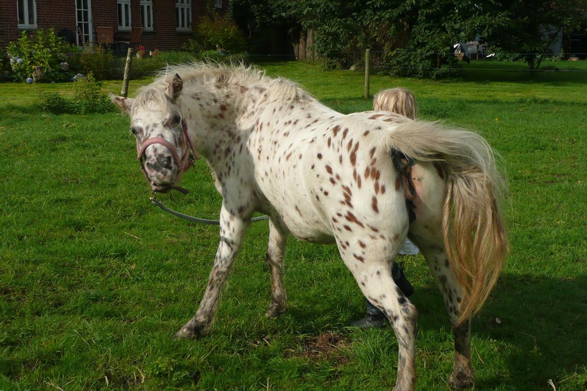 Anden særlig race Cassiopeia billede 19