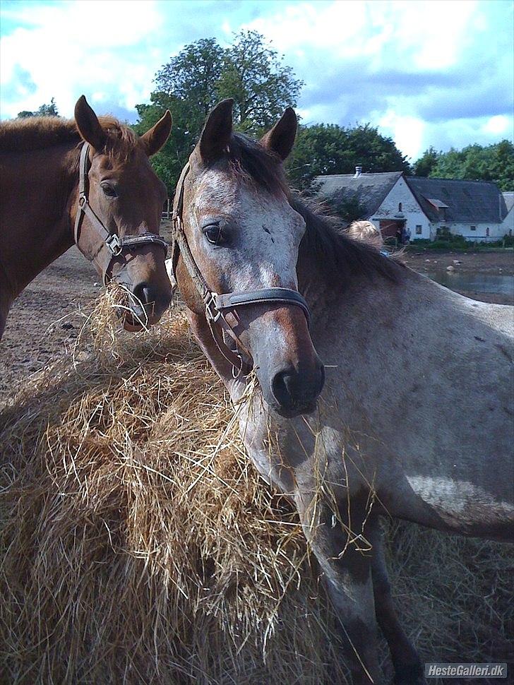 Knabstrupper Belmondo  - 3)
 billede 3