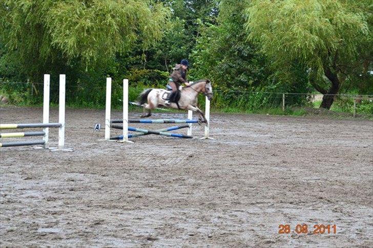 Knabstrupper Belmondo  - 4) billede 4