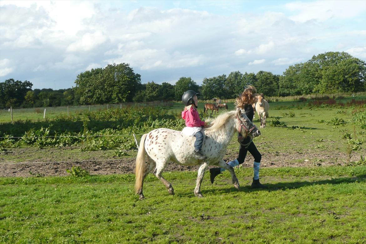 Anden særlig race Cassiopeia billede 20