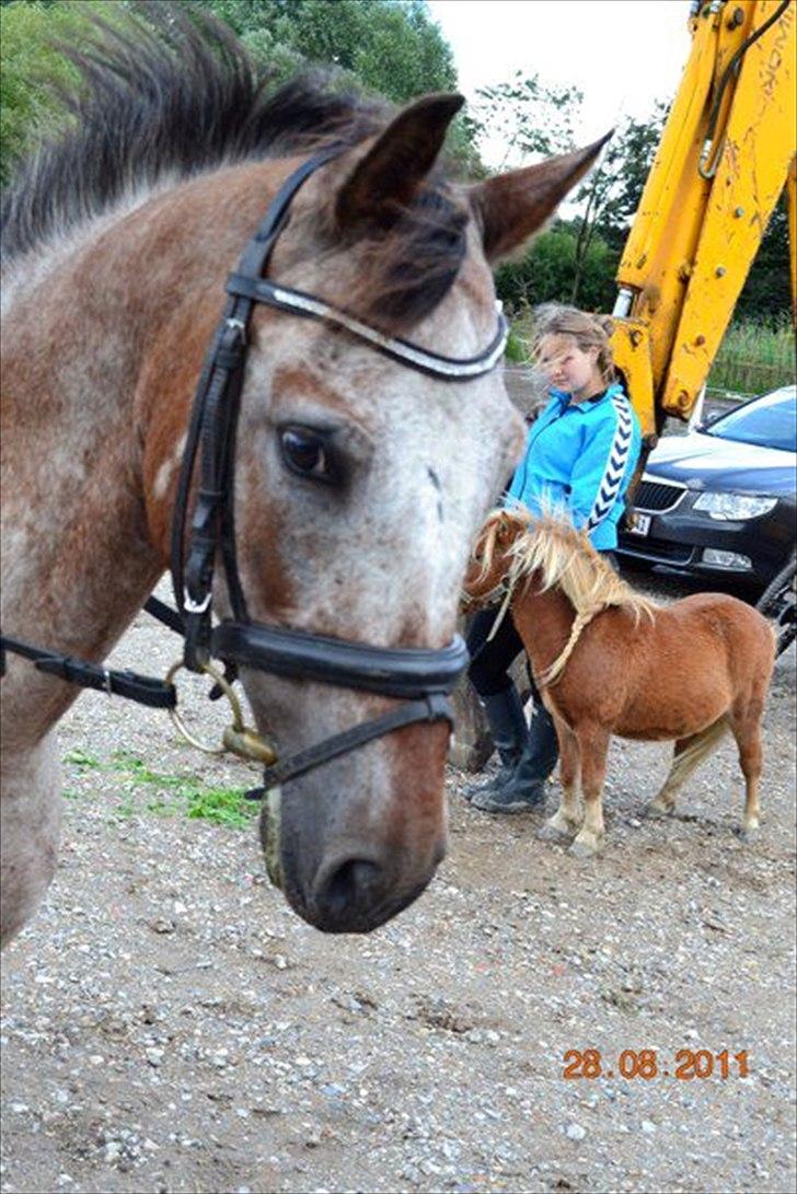 Knabstrupper Belmondo  - 6) billede 6