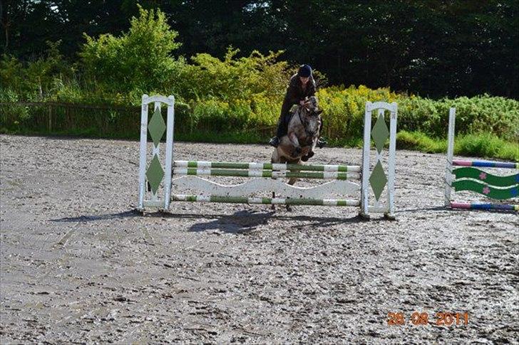 Knabstrupper Belmondo  - 7) billede 7