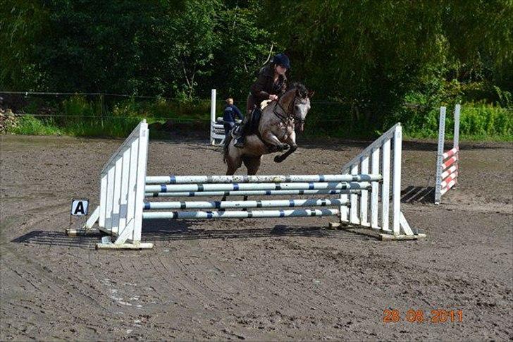 Knabstrupper Belmondo  billede 8